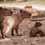 Vítání do smečky: brněnská zoo představí návštěvníkům letošní mláďata